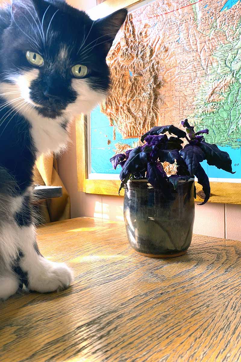 A vertical image of a black-and-white cat and a potted purple passion plant on a wooden surface in front of a map indoors.