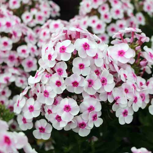 A square image of pink and white 'Cherry Cream' garden phlox flowers growing in the garden.