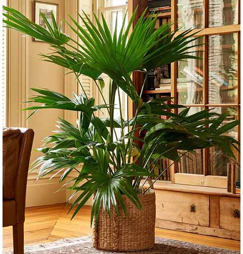 A close up square image of a Chinese fan palm growing in a pot indoors with a wooden bookcase in the background.