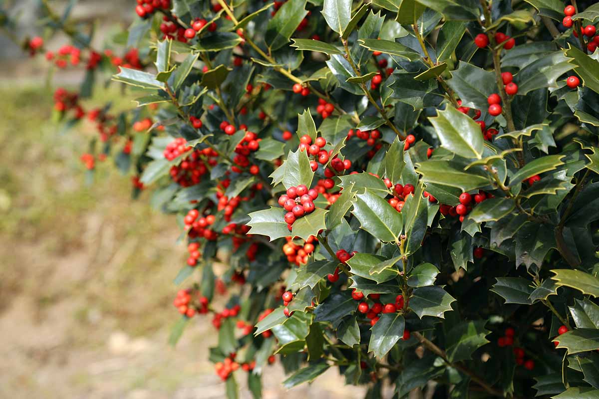A close up horizontal image of the spiky leaves and red fruits of Ilex cornuta growing in the garden.
