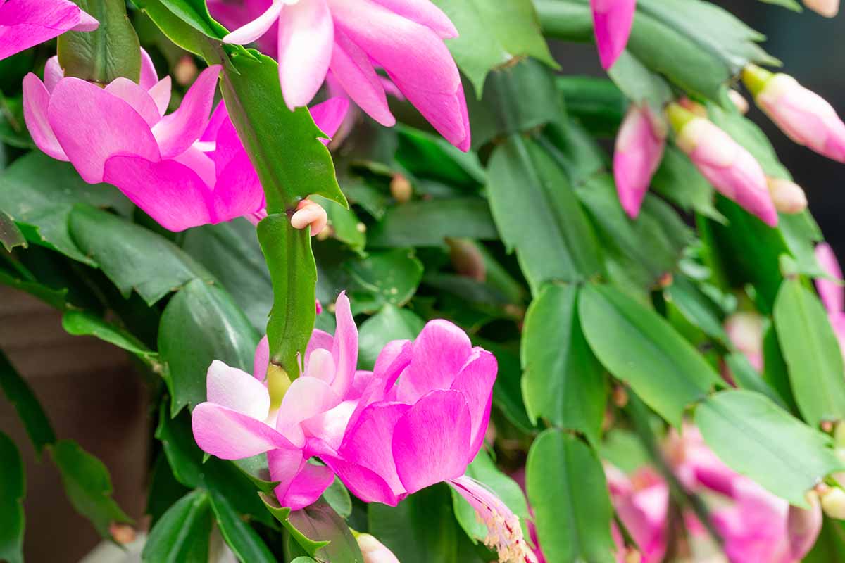 A horizontal close-up of green Christmas cactus leaves with several bright pink blooms.