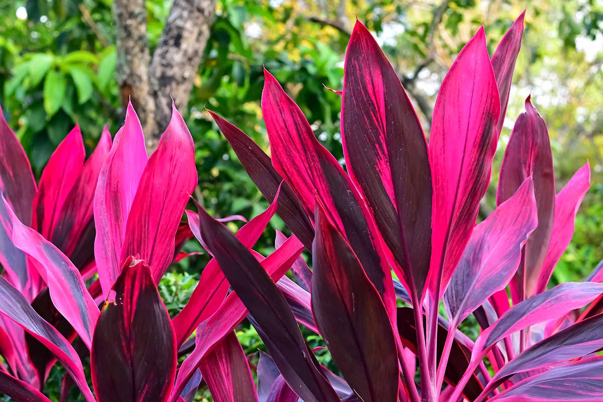A horizontal closeup image of deep pink Ti plant leaves in a sunny outdoor garden.