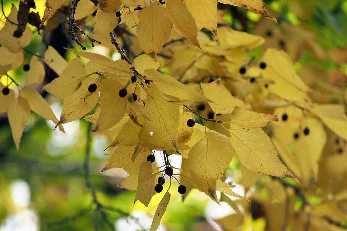 A close-up horizontal shot of the yellow leaves of a common hackberry shrub. Branches of small black berries are interspersed throughout the foliage.
