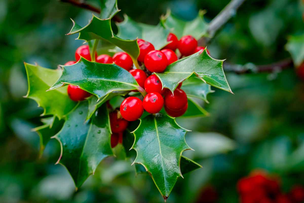 A close up horizontal image of Christmas holly growing in the garden with the glossy, spiky foliage and bright red berries.