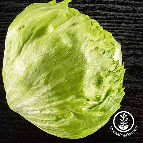 A close up square image of a single 'Coolguard' iceberg lettuce set on a wooden surface. To the bottom right of the frame is a white circular logo with text.