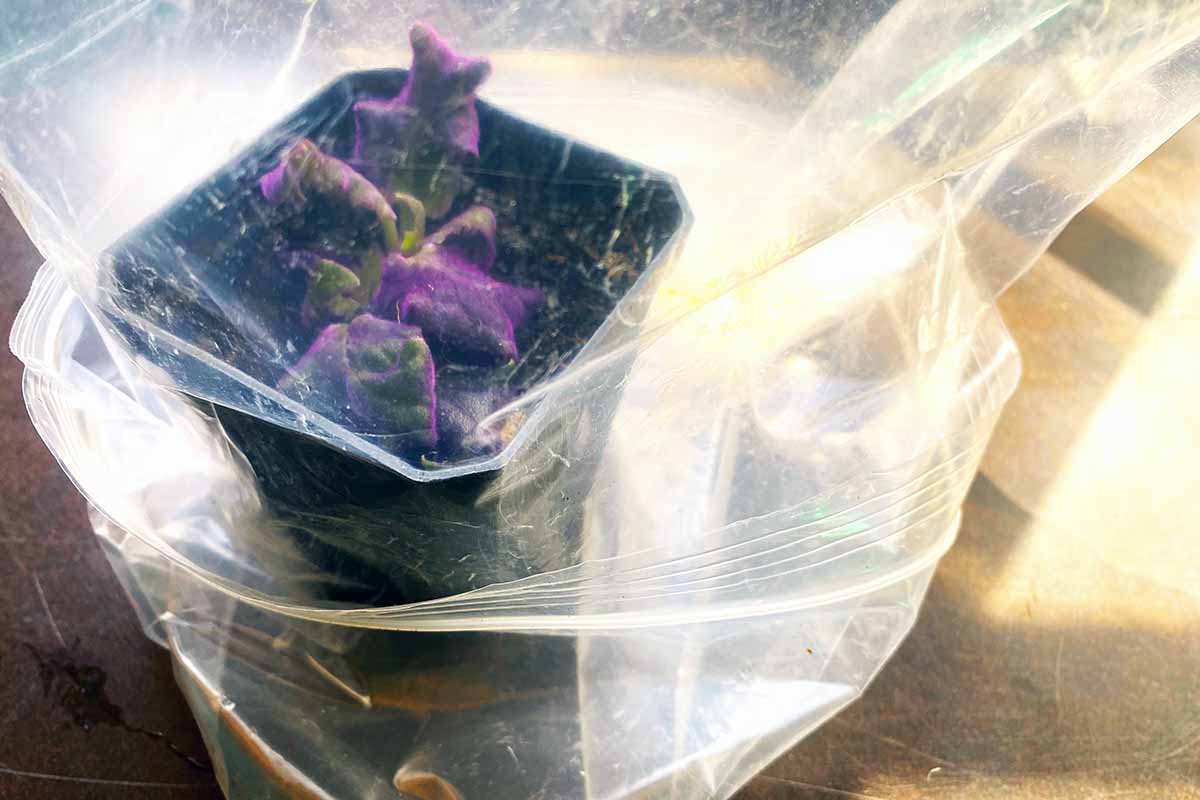 A horizontal image of a purple passion plant cutting under a clear plastic baggie indoors.