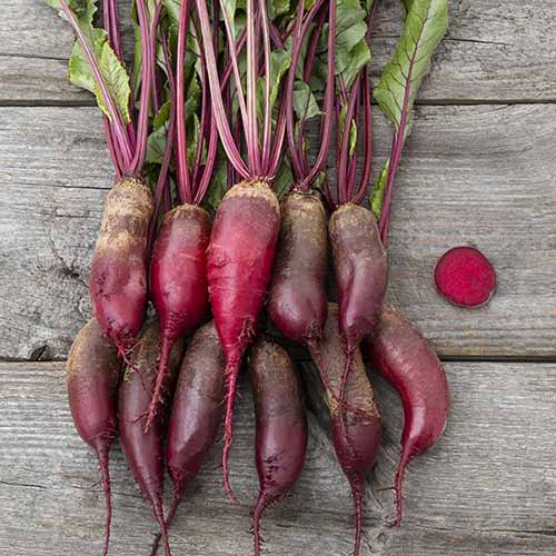 A square image of freshly harvested 'Cylindra' beets set on a wooden surface.