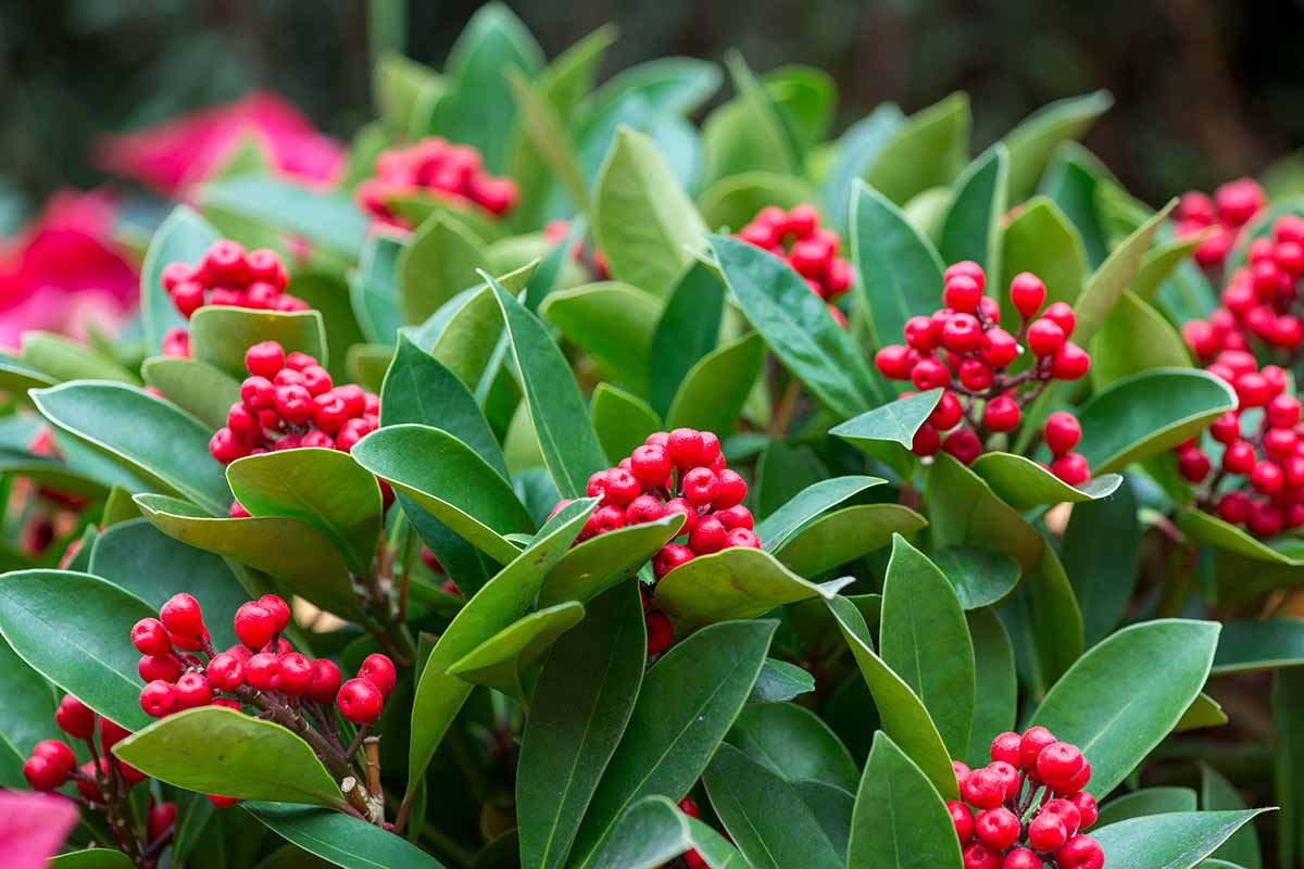 A horizontal image of the foliage and clusters of bright red berries of a dahoon holly growing in the garden.