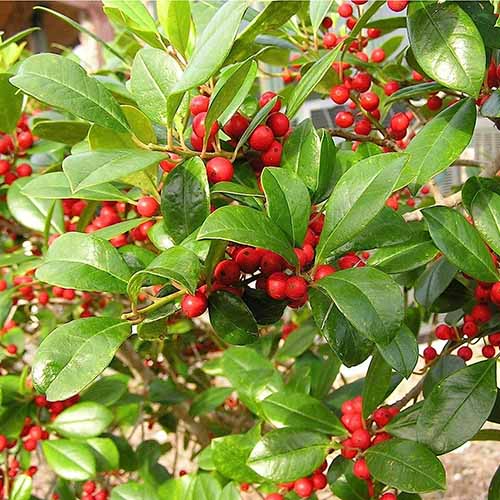 A square image of the fruits and foliage of dahoon holly pictured in light sunshine.