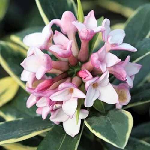 A close up square image of the pink flower of a winter daphne plant with variegated foliage.