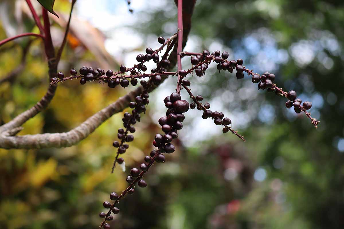 A horizontal image of the black berries of a ti plant in front of a blurry outdoor backdrop.
