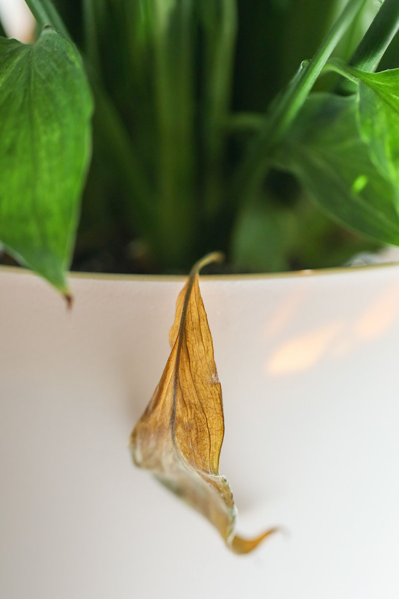A close up vertical image of a brown dead peace lily leaf hanging over the side of a white pot.