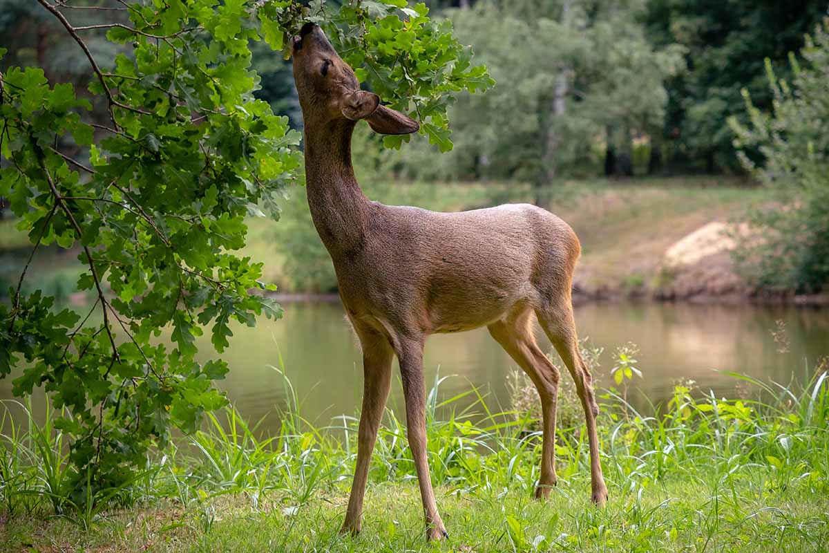 A horizontal image of a roe deer eating acorns, with a river in the background.