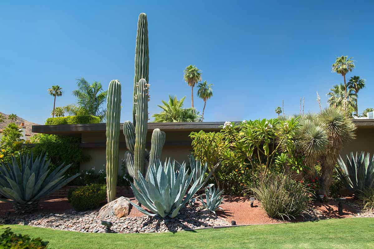 A horizontal image of a water-wise garden planting featuring cacti and succulent plants, pictured with a residence behind on a blue sky background.