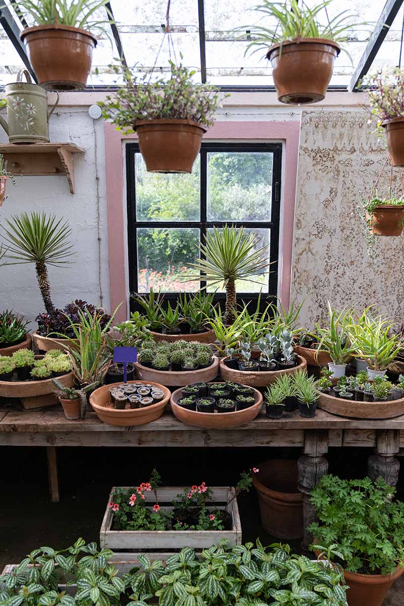 A vertical image of a rustic greenhouse with a variety of different succulents growing in pots and hanging baskets.