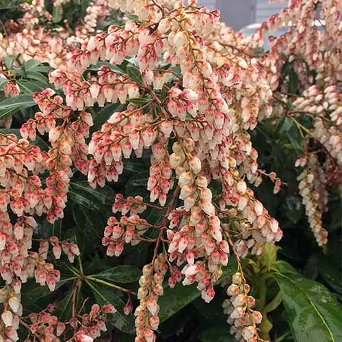 A square image of 'Dorothy Wycoff' pieris in full bloom in the garden.