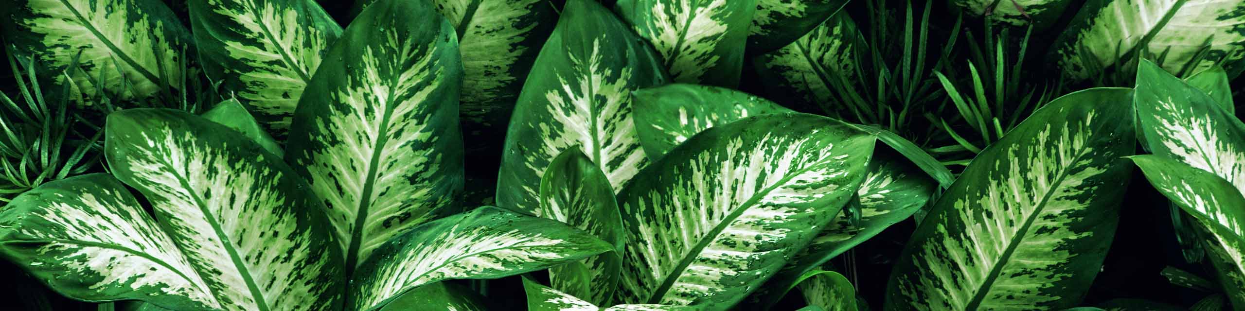 Green and white variegated leaves of a Dieffenbachia plant.