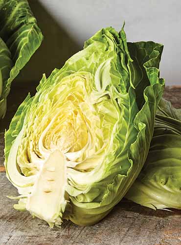 A close up of an 'Early Jersey Wakefield' cabbage cut in half set on a wooden surface.