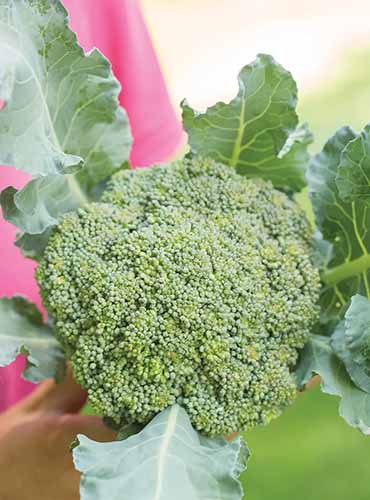 A vertical image of a gardener holding a freshly harvested 'Eastern Magic' broccoli pictured on a soft focus background.