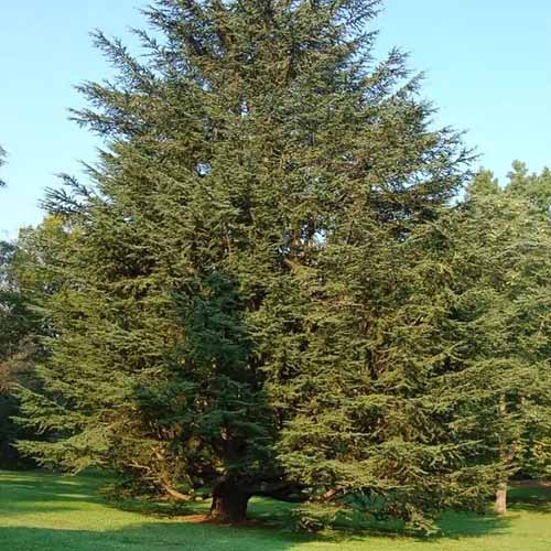 A square photo of a tall eastern red cedar tree with several trees located in the background as well.