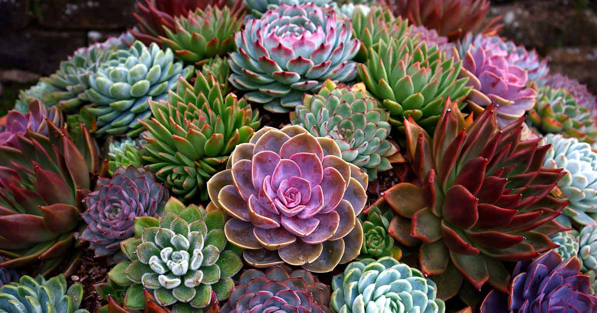Echeveria Succulent Growing Guides, Tips, and Info