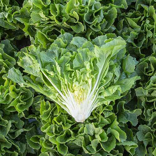 A square image of rows of 'Eliance' escarole growing in the garden.