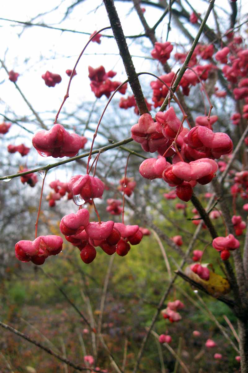 A vertical shot of euonymus growing in a garden. The foreground is filled with branches full of bright red berries.