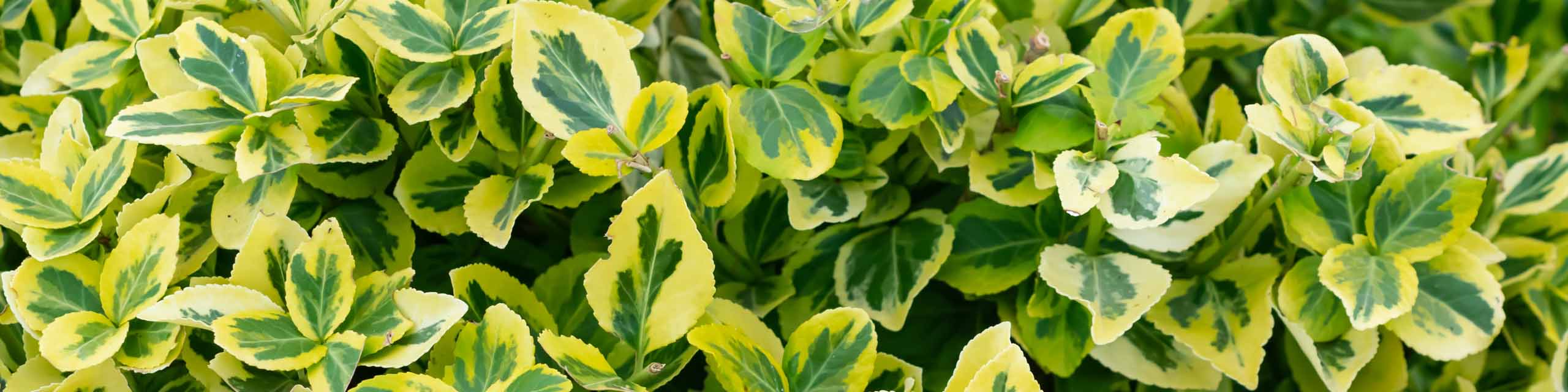 Leaves of an Euonymus shrub with yellow and green variegation.