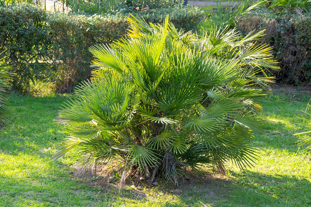 A close up horizontal image of a small European fan palm growing in the garden pictured in light sunshine.