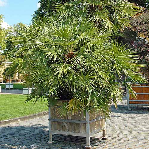 A square image of a large European fan palm growing in an outdoor planter.