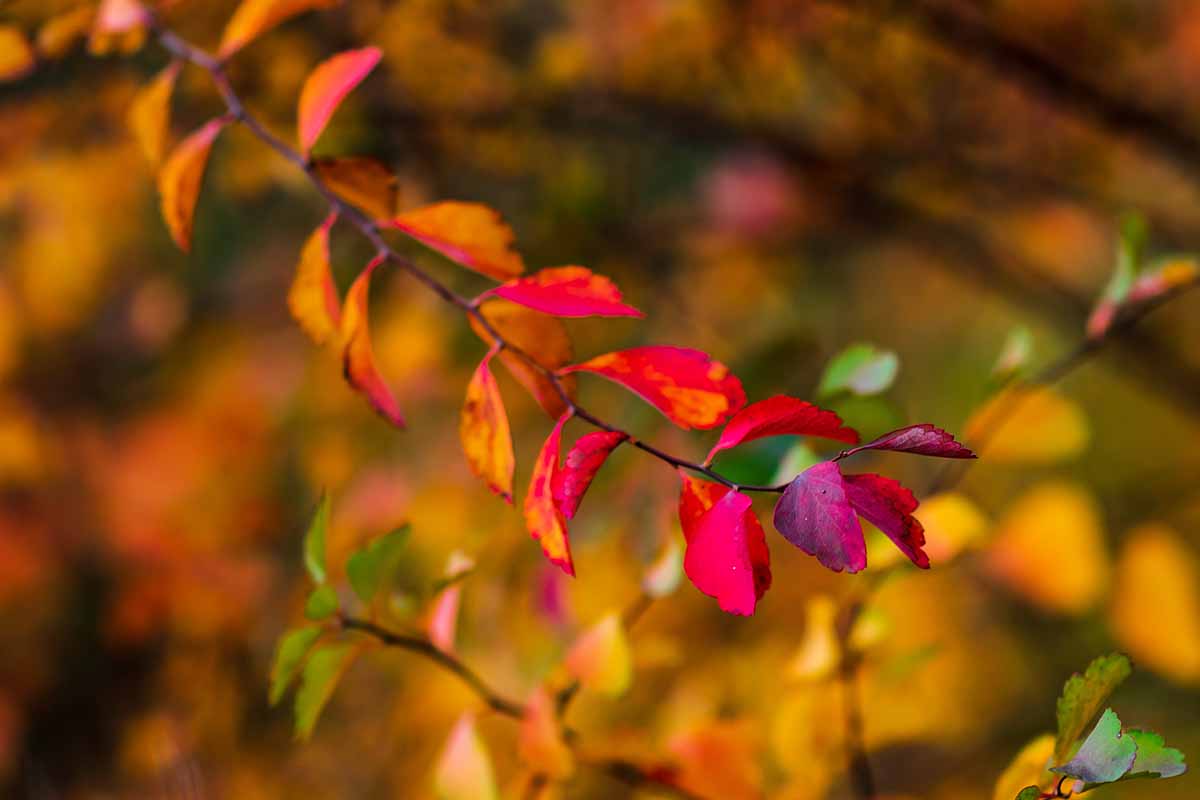 A close up horizontal image of the bright red fall foliage of bridalwreath (Vanhoutte) spirea pictured on a soft focus background.