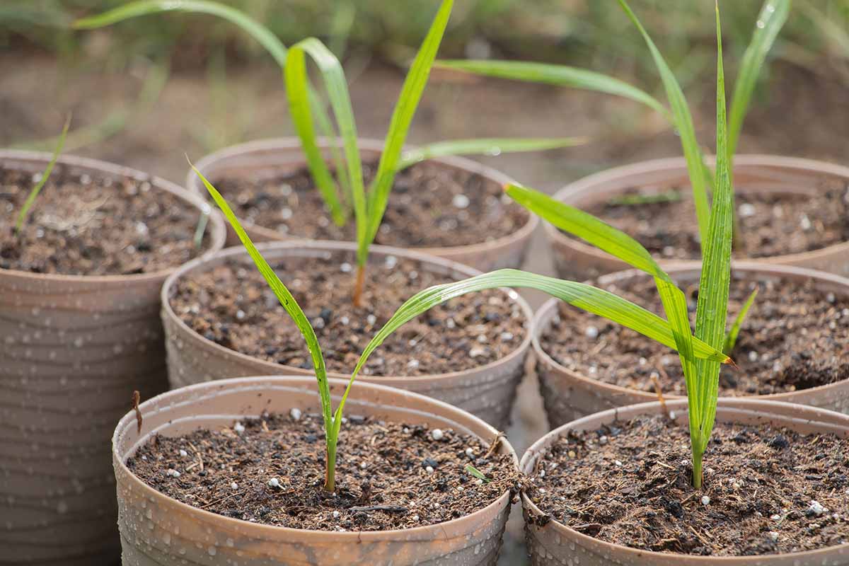 A close up horizontal image of small pots growing seedlings.