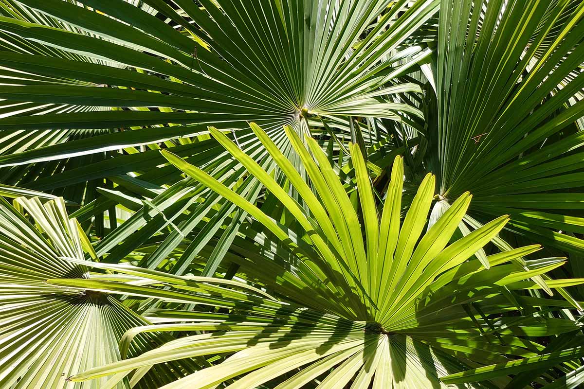 A close up horizontal image of the foliage of a fan palm growing outdoors in the garden pictured in bright sunshine.