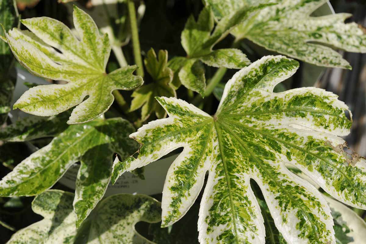 A close up horizontal image of the variegated green and cream foliage of Fatsia japonica.