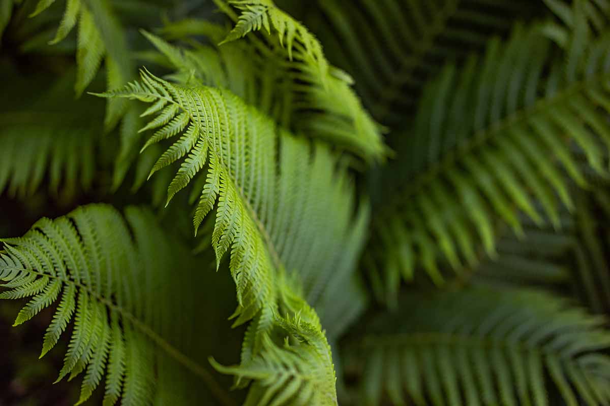 A close up horizontal image of fern foliage growing in a shady spot.