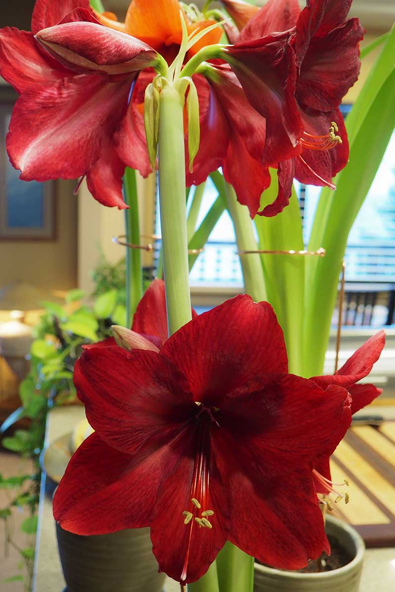 A vertical photo of an amaryllis flowering indoors with a dark red bloom. In the background are the stems of another specimen.