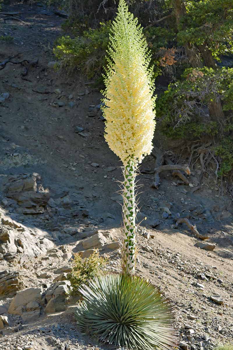 A vertical image of a large blooming chaparral yucca growing in a rocky landscape.