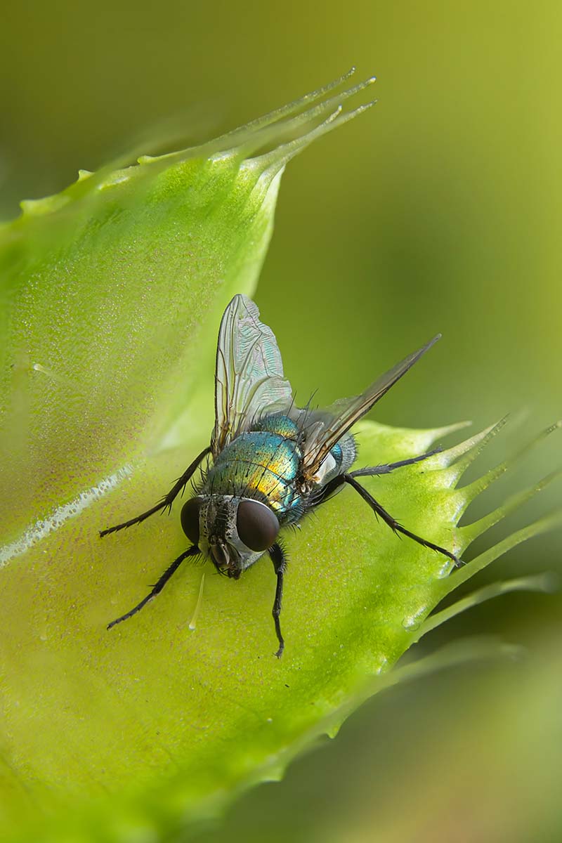A close up vertical image of a fly in the open trap of a Venus flytrap plant pictured on a soft focus background.