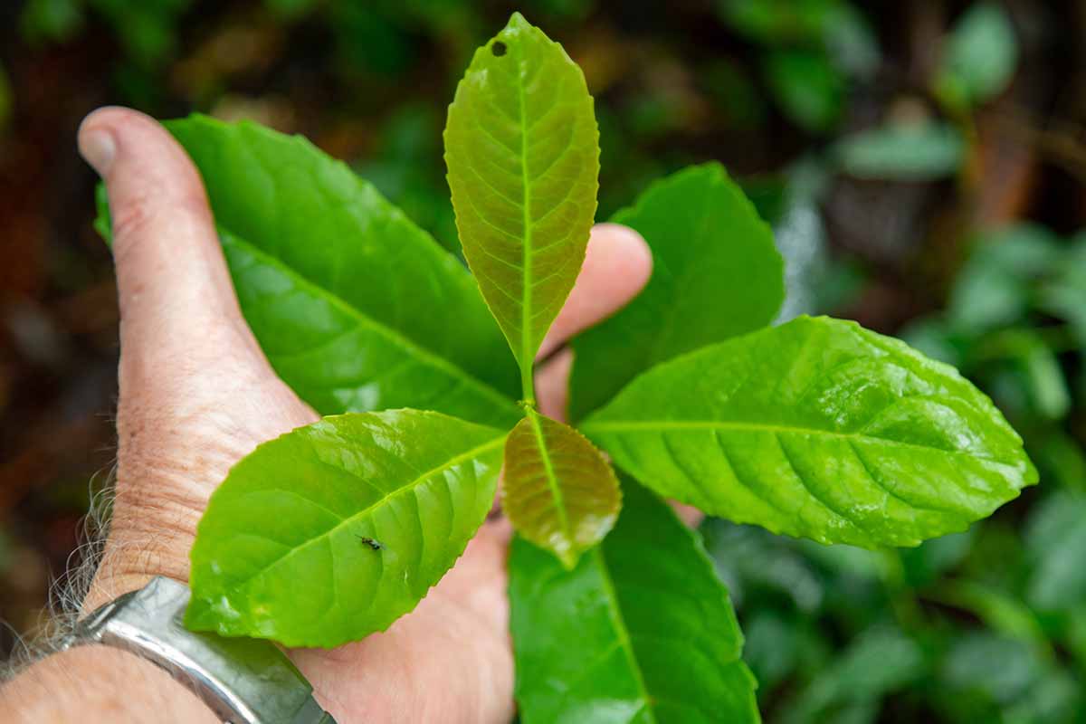 A close up horizontal image of a hand from the left of the frame holding the foliage of a yerba mate (Ilex paraguariensis) pictured on a soft focus background.