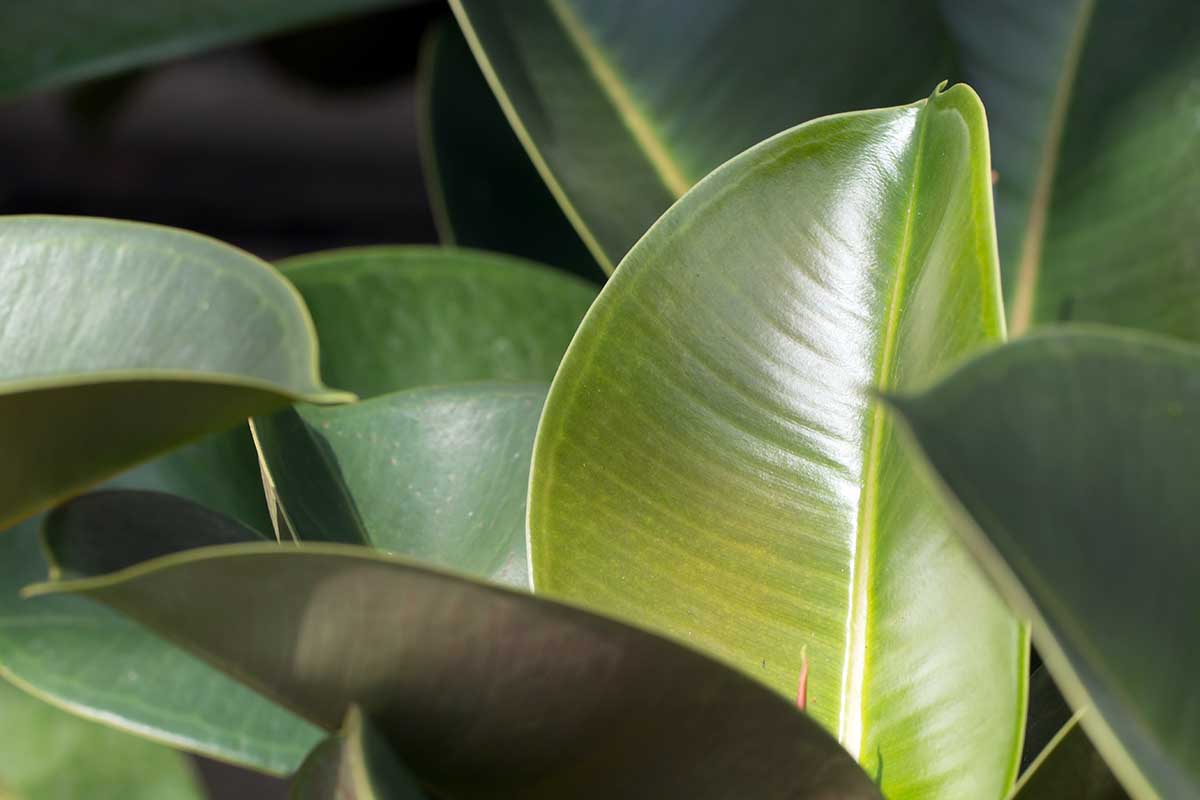 A horizontal close up of rubber tree foliage. The foreground leaf has some yellowing along the bottom of the leaf.