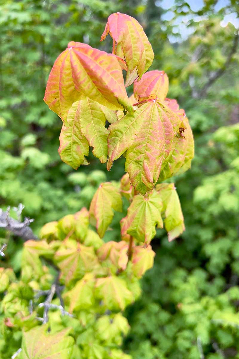 A close up vertical image of the foliage of a vine maple pictured on a soft focus background.