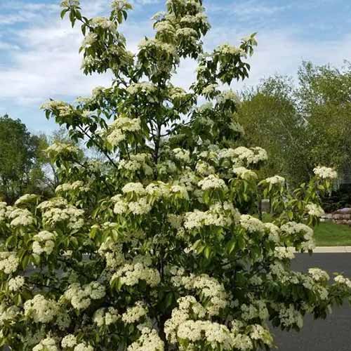 A square photo with a 'Forest Rouge' blackhaw shrub filling the foreground. The shrub has large white clusters of flowers at the end of each branch.