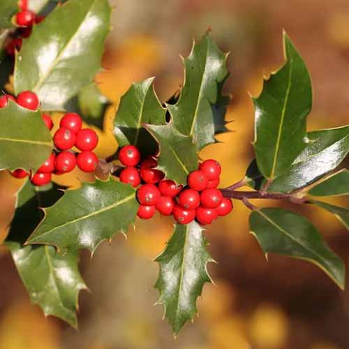 A close up of the foliage and berries of Foster's holly pictured on a soft focus background.