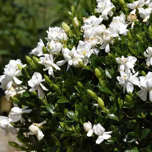 A square image of 'Frost Proof' gardenia growing in the garden in full bloom, pictured in bright sunshine.