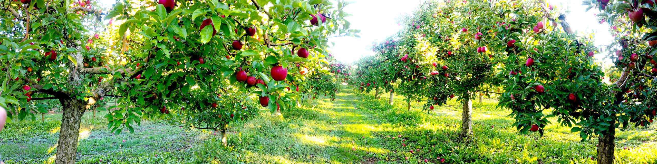 Rows of apple trees with fruit in an orchard.