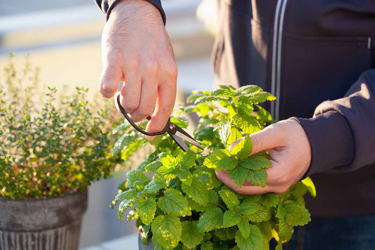 A horizontal image of a gardener picking Melissa officinalis leaves from a flowerpot on a balcony outdoors.