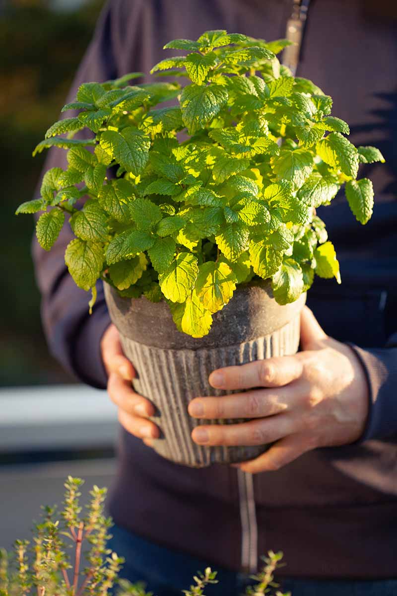 A vertical image of a gardener holding a pot of Melissa officinalis on an urban balcony outdoors.