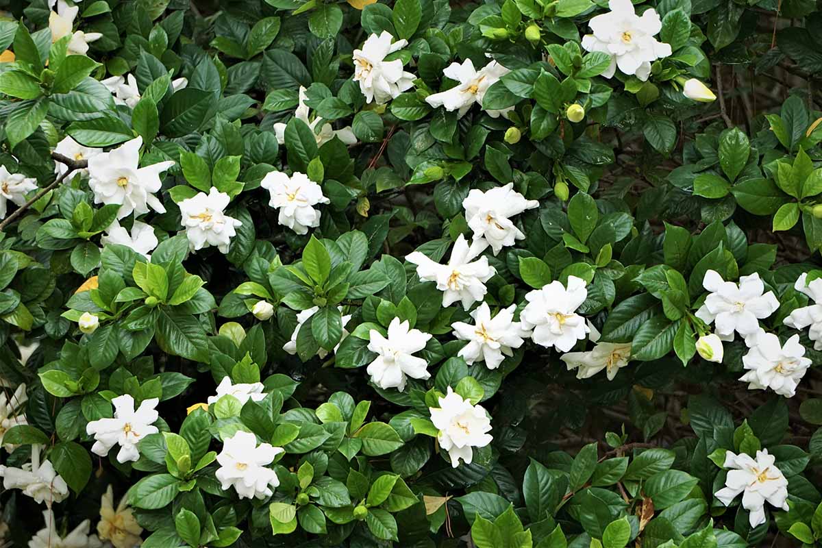 A horizontal image of the flowers and foliage of a gardenia shrub growing in the garden.