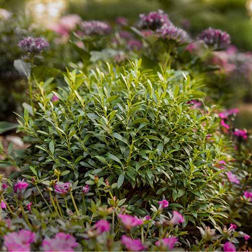 A close up square image of a 'Gem Box' shrub growing in the garden surrounded by pink flowers.