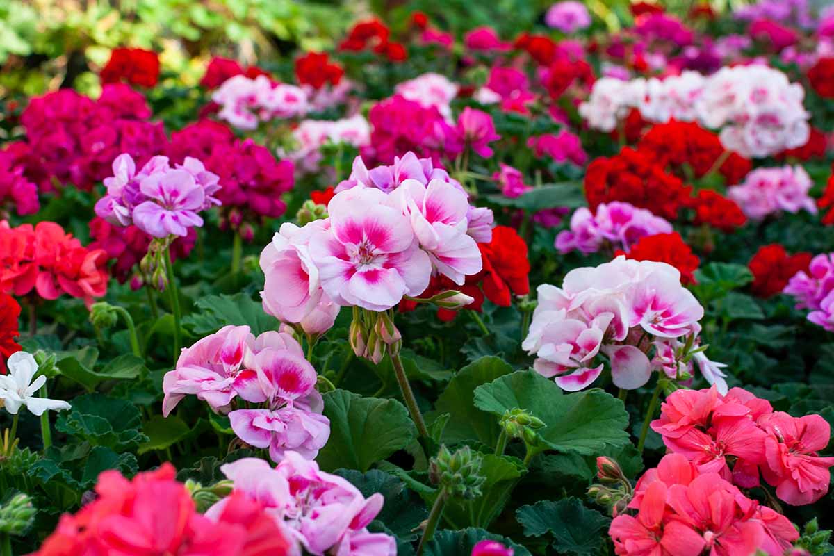 A horizontal image of colorful geraniums growing en masse in the garden.